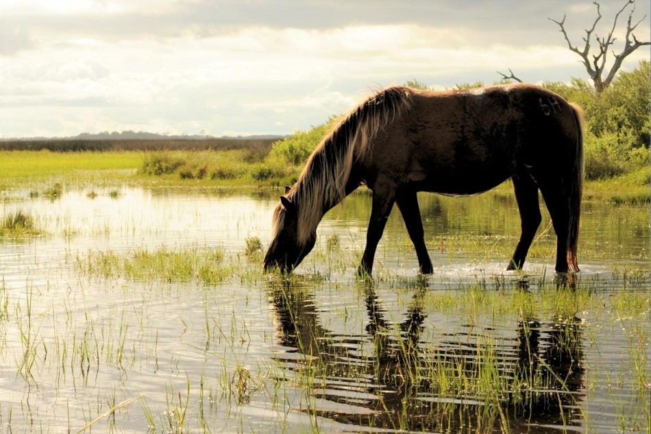 水资源|为什么人类喝的水需要过滤，而其他动物可以直接喝江河湖海的水