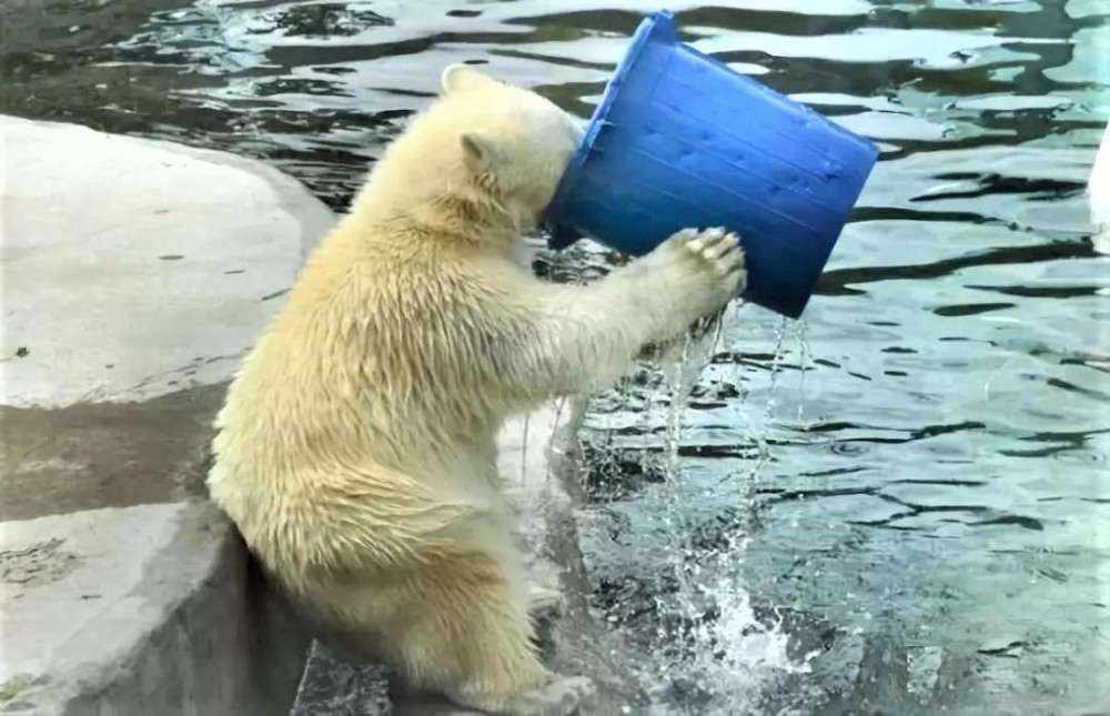 水资源|为什么人类喝的水需要过滤，而其他动物可以直接喝江河湖海的水