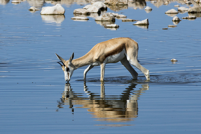 水资源|为什么人类喝的水需要过滤，而其他动物可以直接喝江河湖海的水