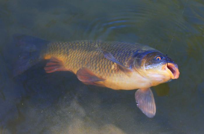 黃河鯉魚那麼出名,為什麼黃河一帶的愛吃,長江一帶的人卻偏不愛吃鯉魚