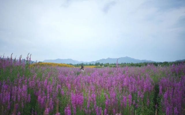 市区近郊的绝美露营地 此时紫色花海正遍布乡野 腾讯新闻