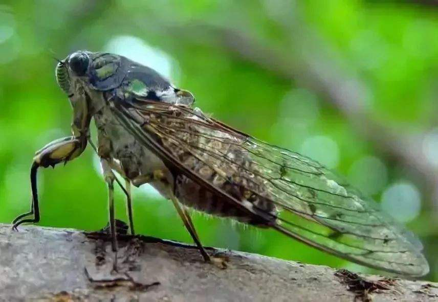 处暑|“处暑”七月半，可有人陪你看昙花一现？