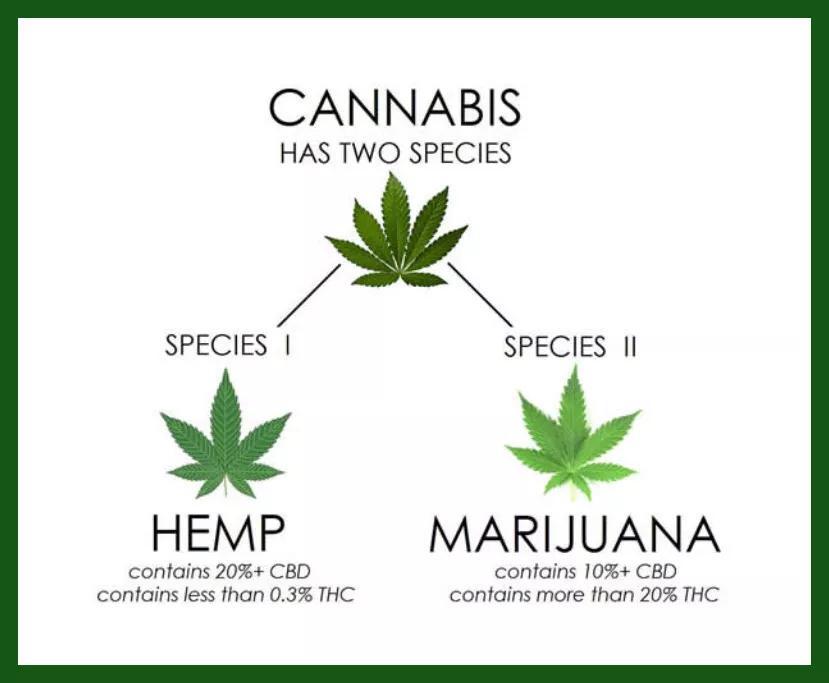 如何选对cbd油 先看看这7条 腾讯新闻