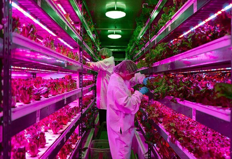 迪拜沙漠中部建立了一个超现代的垂直农场