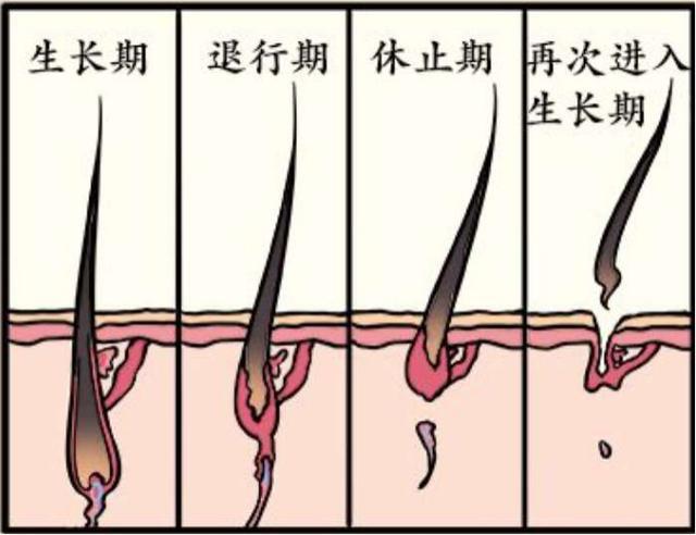 人体内约90%的毛囊处于生长期,10%处于休止期,这还要从头发的生长周期