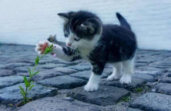 虐猫|丧心病狂！澳女虐猫视频火遍全澳！还叫嚣“有人花钱雇我这么做”！