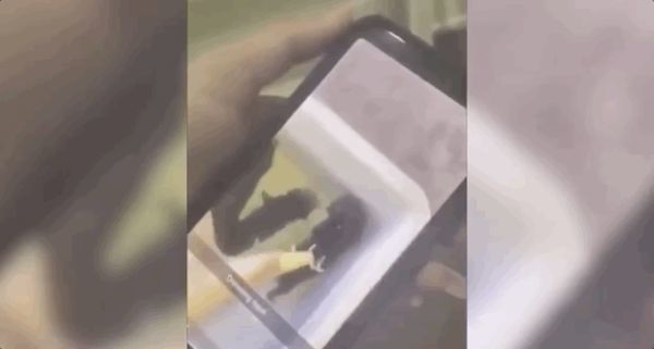 虐猫|丧心病狂！澳女虐猫视频火遍全澳！还叫嚣“有人花钱雇我这么做”！