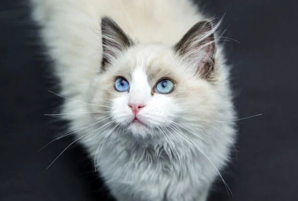 虐猫|丧心病狂！澳女虐猫视频火遍全澳！还叫嚣“有人花钱雇我这么做”！