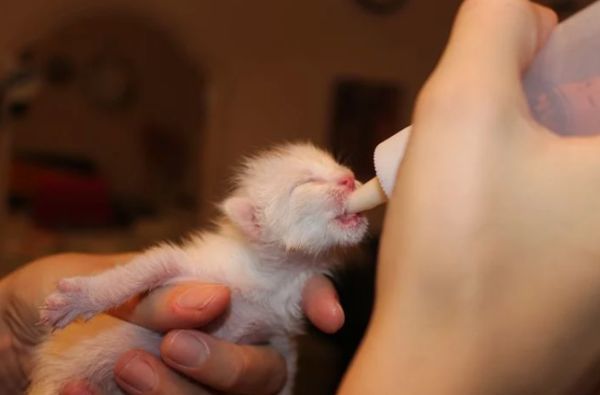 虐猫|丧心病狂！澳女虐猫视频火遍全澳！还叫嚣“有人花钱雇我这么做”！