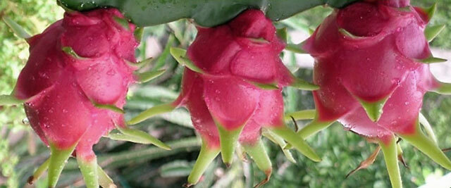 火龙果|火龙果如何快速膨大？增甜用什么冲施肥？靓果上色防裂用什么肥料？