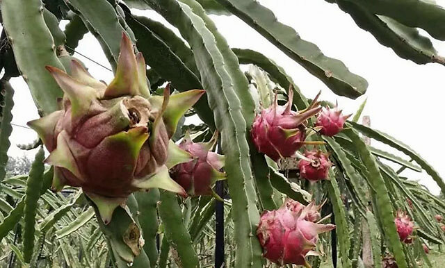 火龙果|火龙果如何快速膨大？增甜用什么冲施肥？靓果上色防裂用什么肥料？