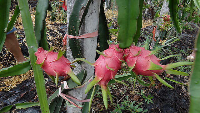 火龙果|火龙果如何快速膨大？增甜用什么冲施肥？靓果上色防裂用什么肥料？