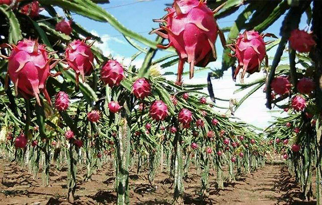 火龙果|火龙果如何快速膨大？增甜用什么冲施肥？靓果上色防裂用什么肥料？