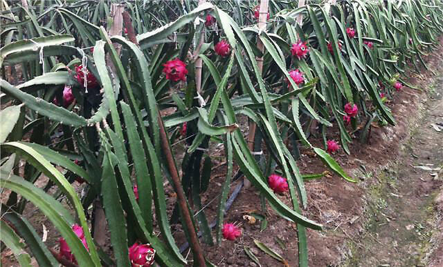 火龙果|火龙果如何快速膨大？增甜用什么冲施肥？靓果上色防裂用什么肥料？