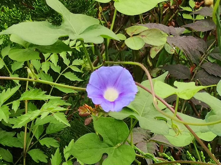 菡萏|初秋，菡萏香残，村东溪水