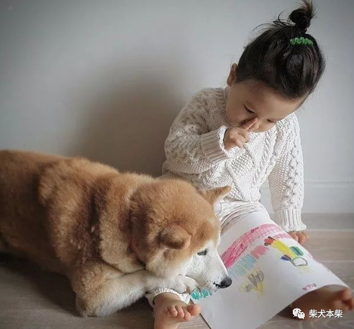 柴犬 要摘掉 蠢柴 的帽子 柴犬 狗狗 遛狗 宠物狗