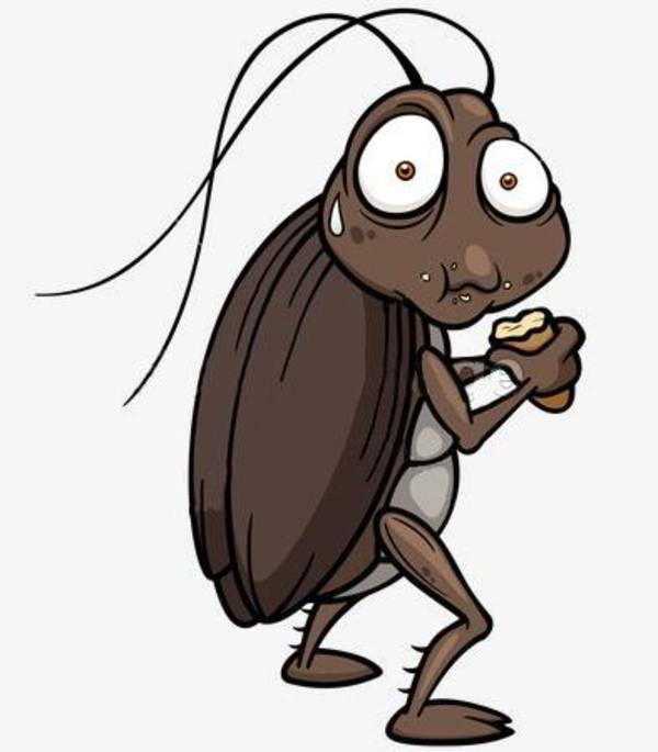 家中突现小强毒不死才知是外来种