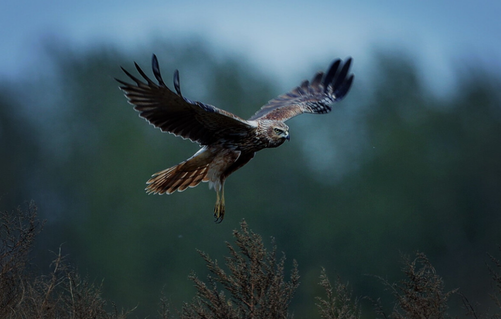 秋雨|夏去秋来，一枕新凉