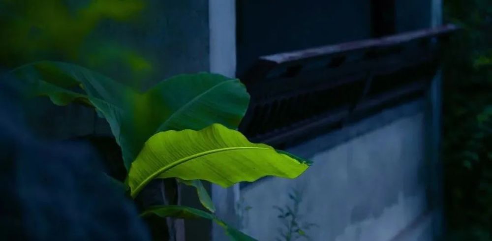 秋雨|夏去秋来，一枕新凉