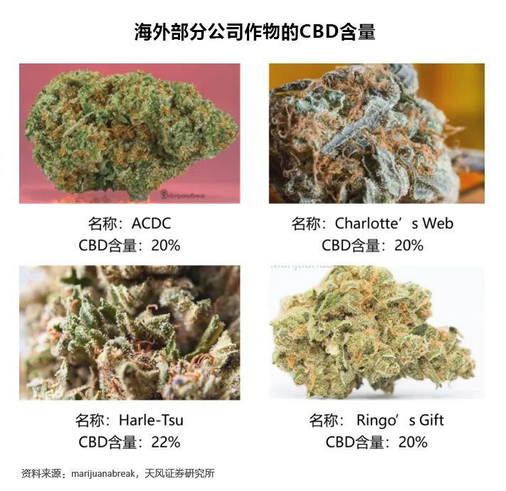 工业大麻cbd完整产业链 你清楚吗 汉麻视界 工业大麻资讯网