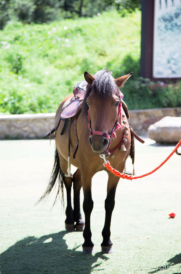 福特探险者|精致硬汉的绝美情怀 福特探险者探访北京最美花海