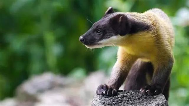 贡嘎山上这种长尾巴动物吃蛇就像吃泥鳅连大熊猫都敢咬一口