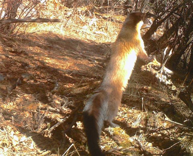 贡嘎山上这种长尾巴动物吃蛇就像吃泥鳅连大熊猫都敢咬一口