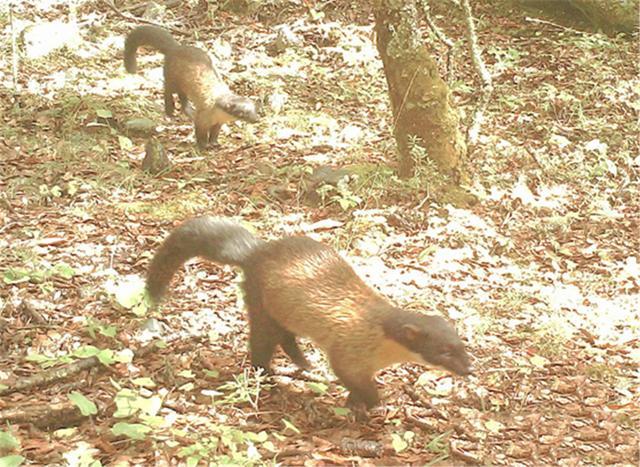 贡嘎山上这种长尾巴动物吃蛇就像吃泥鳅连大熊猫都敢咬一口