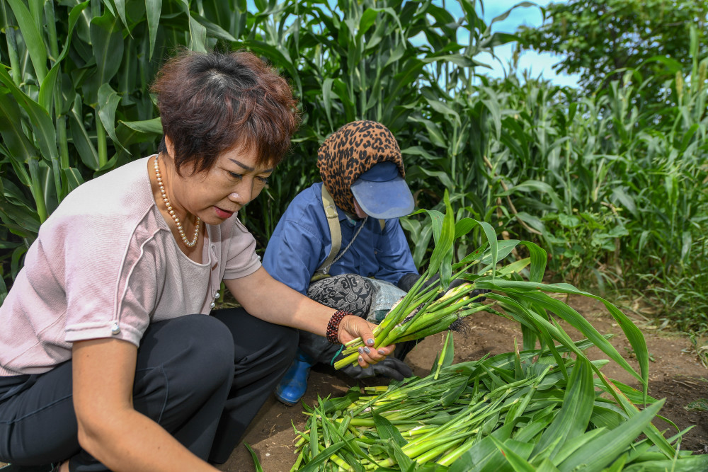 7吉林安石乌米变成致富宝