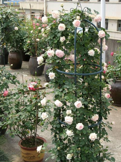 月季花架应该如何搭建