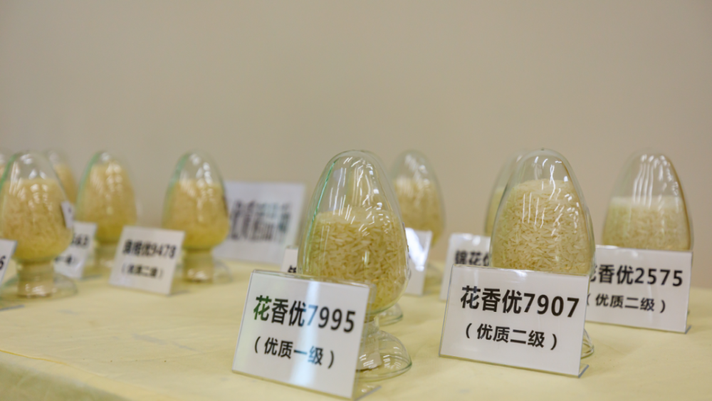 袁隆平|袁隆平的水稻在成都收割