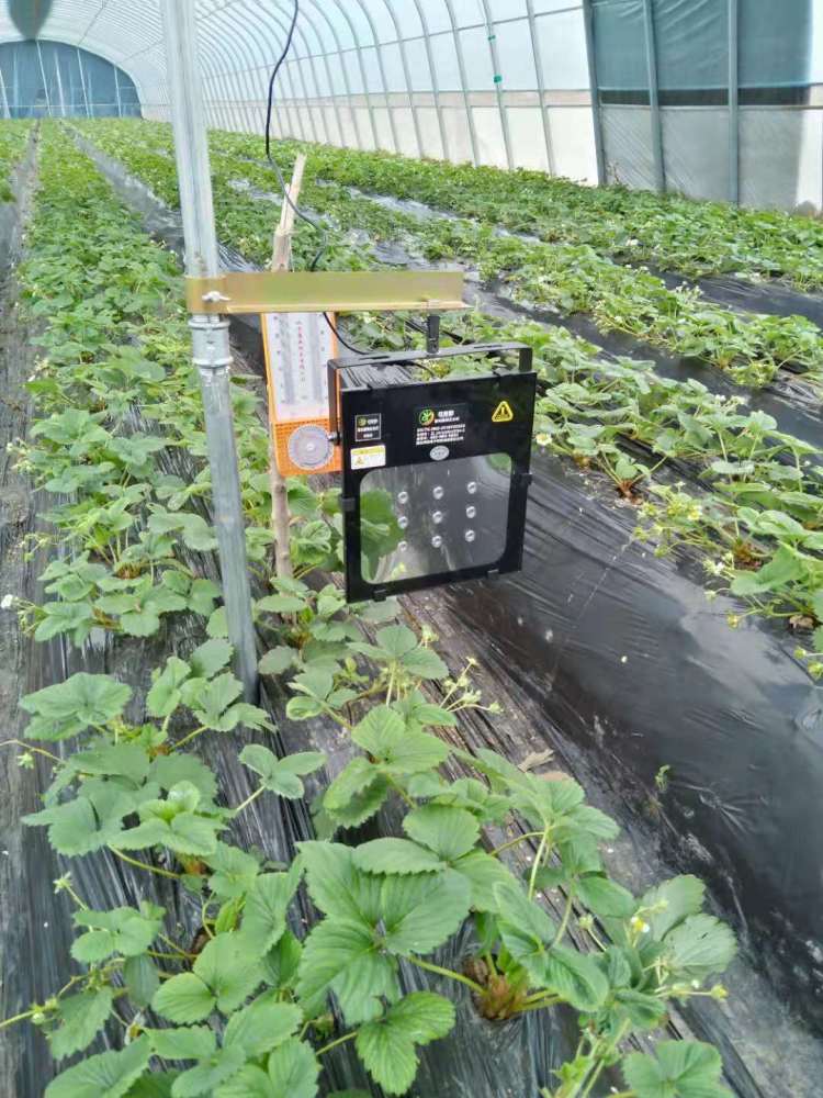 激光补光桃子为何产量提高4倍以上物理农业大棚妙用