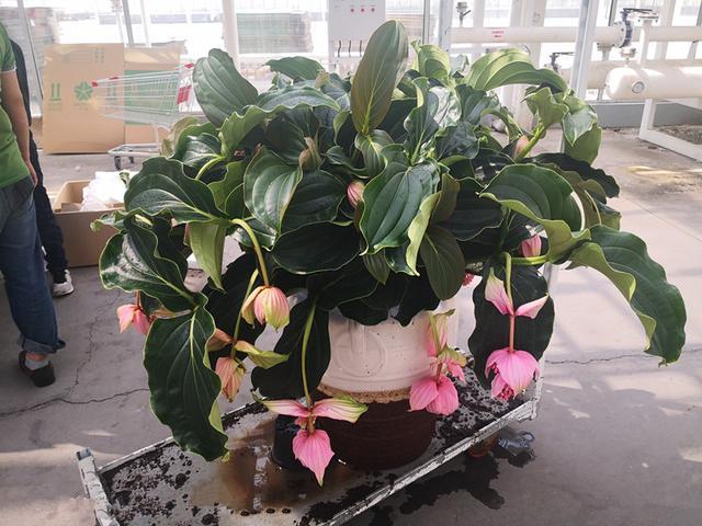 美丁花 室内盆栽 新宠 花叶俱美 花期达八个月 养护很容易 盆栽 野牡丹科 宝莲灯花