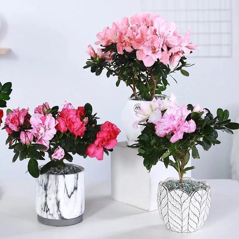 12种"养生花",老医生都喜欢养,家里来一盆,漂亮又养人,1盆顶多盆!