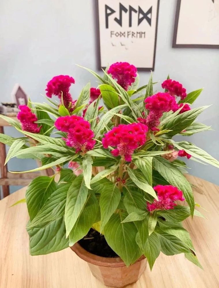 12种"养生花",老医生都喜欢养,家里来一盆,漂亮又养人,1盆顶多盆!