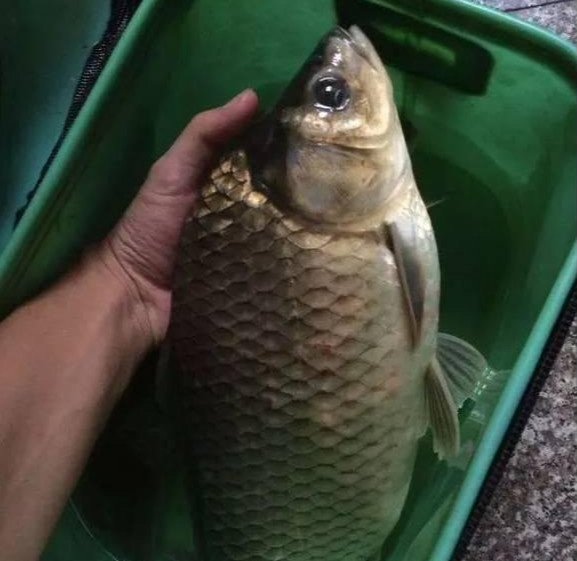 广州钓鱼人珠江钓获鲫鱼王重6斤却不能吃