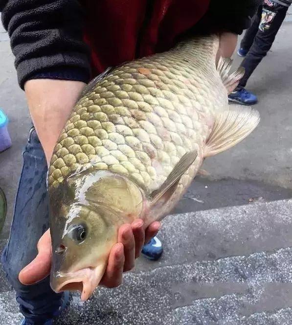 广州钓鱼人珠江钓获"鲫鱼王",重6斤,却不能吃?