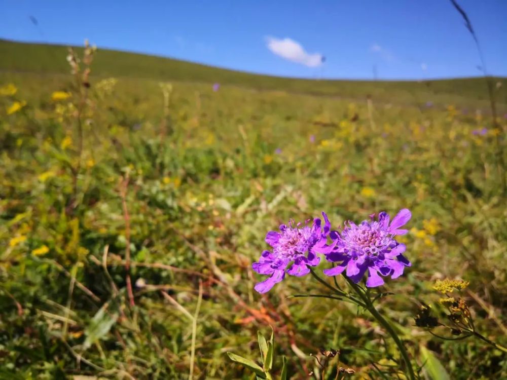 庚子年|【诗词】靳鸿儒庚子年初秋新韵诗词十首