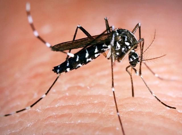 蚊子|24万人反对无效！美国将释放7.5亿只蚊子：全部经过基因改造！