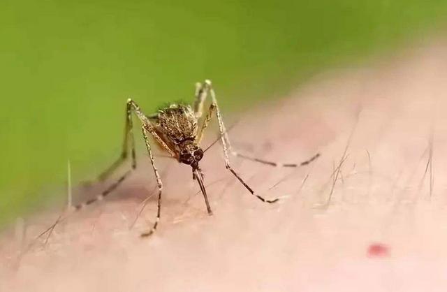 蚊子|24万人反对无效！美国将释放7.5亿只蚊子：全部经过基因改造！