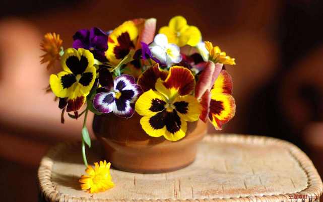 香蕉皮做花肥 让花卉蹭蹭长 效果超好 花肥 花卉