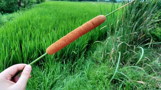 随着香蒲越来越受欢迎,人工种植的香蒲越来越多了.