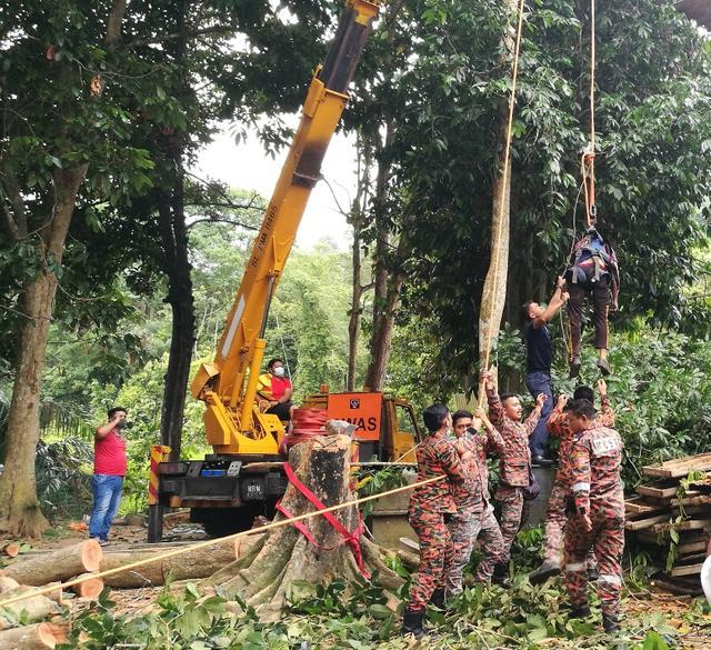 马来西亚_社会|大马6旬伐木工在30米高树顶离奇猝死，工友：他今天兴奋异常