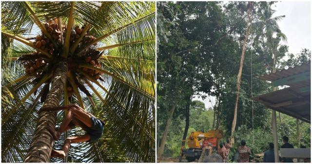 马来西亚_社会|大马6旬伐木工在30米高树顶离奇猝死，工友：他今天兴奋异常