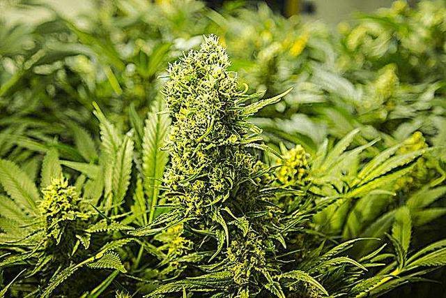 但做毒品用的大麻只是大麻中一个变种——印度大麻,我们今天说的则是