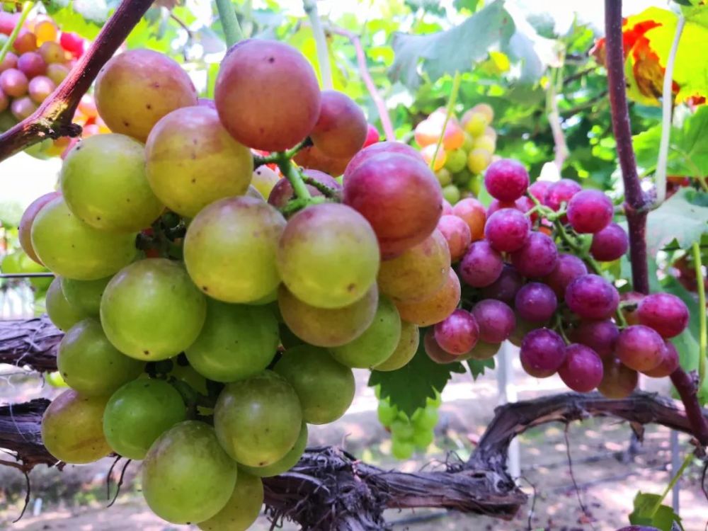 400斤大圩葡萄免费送!免费送!免费送!