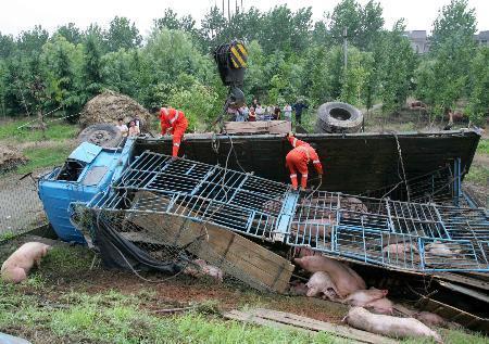 墨西哥_社会|墨西哥运猪车侧翻 附近居民蜂拥来抢 司机太无奈