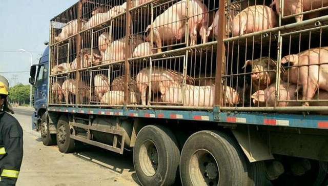 墨西哥_社会|墨西哥运猪车侧翻 附近居民蜂拥来抢 司机太无奈