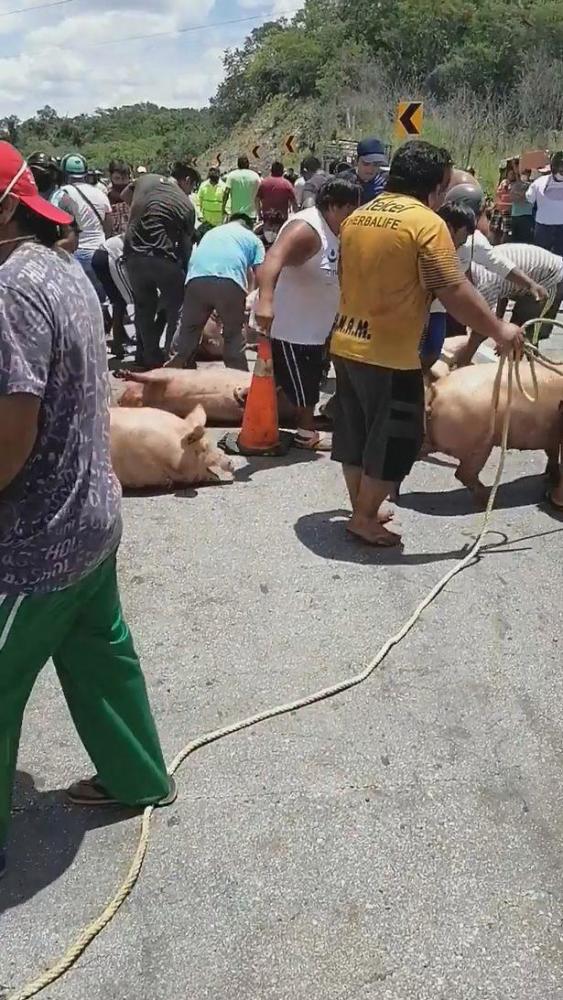 墨西哥_社会|墨西哥运猪车侧翻 附近居民蜂拥来抢 司机太无奈