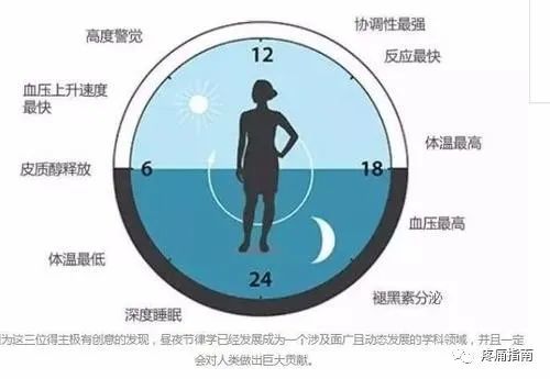 脂质|昼夜节律与脂质代谢